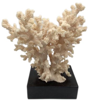 Koralle, beige auf schwarzem Holzsockel, H 34cm PTMD