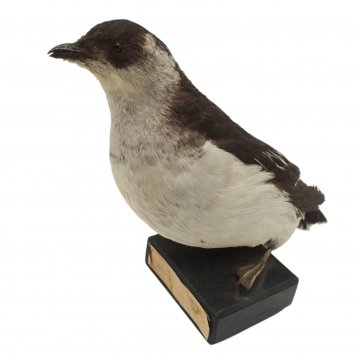 Tier Präparat, Vogel, Krappentaucher