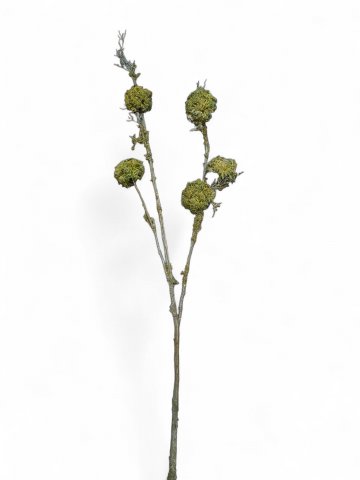 Kunstpflanze/Zweig FLECHTENZWEIG, grün/moos, L=103cm