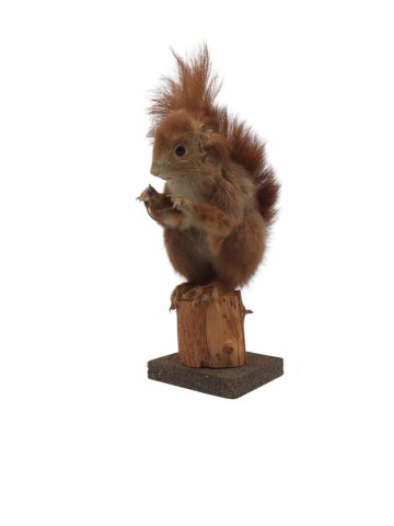 P- Tier Präparat, Eichhörnchen auf Holzstamm