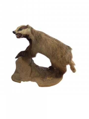 Tierpräparat, Dachs, auf Felsen L: 60cm H:53