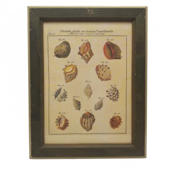 Bild unter Glas, &quot;Muscheln&quot;, 22x30cm, grüner Holzrahmen mit Goldnase, 