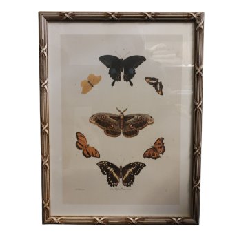 Lithographie, Schmetterlinge, Rahmen in Bambusoptik beige/braun 50x38cm