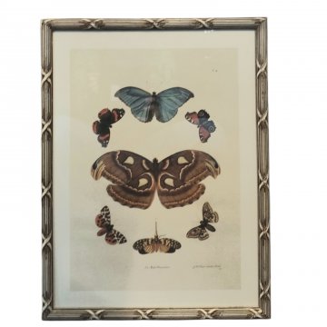 Lithographie, Schmetterlinge, Rahmen in Bambusoptik beige/braun 50x38cm