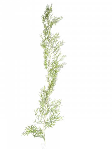 P-Zweig, Spargelkraut, Asparagus, Höhe 80 cm bis100cm