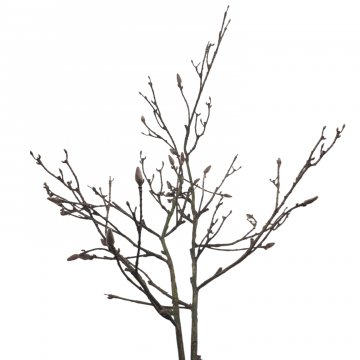Schnittblume, Zweig Magnolie Knospe