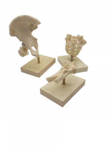 Medizinisches Modell, Plastik, beige-weiss, ca. 15cm, auf Sockel