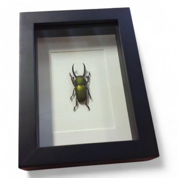 Bild HIRSCHKÄFER, Körper grünlich metallisch, Beine orange schwarz, Rahmen schwarz, Glas, 12x16
