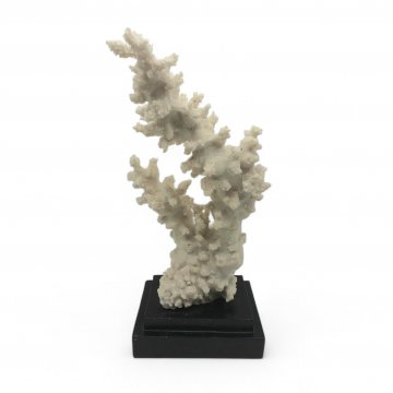 Koralle, weiß auf schwarzem Holzsockel, H 42cm