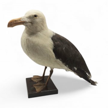 Möwe 50x40cm, ausgestopft