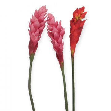 Schnittblume, Ingwerblüte, rot, pink, cremegelb, Höhe 90cm