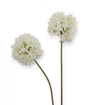 Schnittblume, Allium, weiß