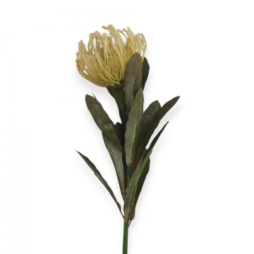 Schnittblume, Protea, gelblich weiß, Höhe 70cm