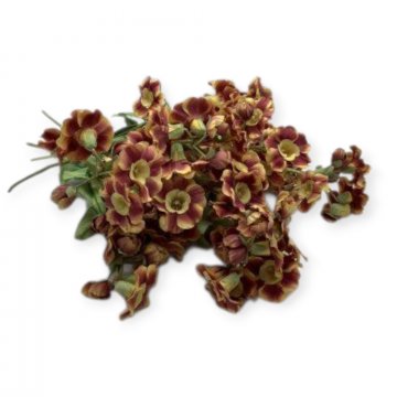 P-Schnittblume, Primeln, div. Farben, 20-30 cm hoch