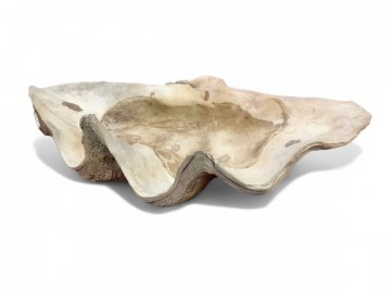 Muschel XXL, Riesenmuschel echt