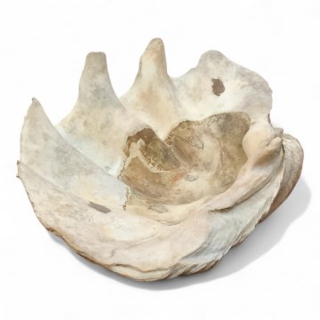 Muschel XXL, Riesenmuschel echt