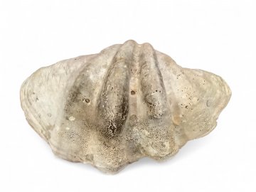 Muschel XXL, Riesenmuschel echt