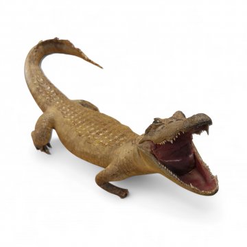 Tier Präparat, Krokodil / Kaiman, stehend mit offenem Maul, L: 67cm