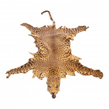 Tier Präparat, Leoparden Fell mit Kopf, Eckzähne links abgebrochen