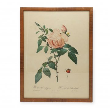 Bild gerahmt, Lithographie, Rosenmotiv, gerahmt in furnierter Nußbaumleiste