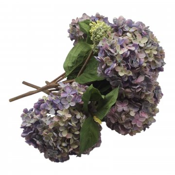 Schnittblume, Hortensie, rot, blau, violett, Höhe 25-30cm