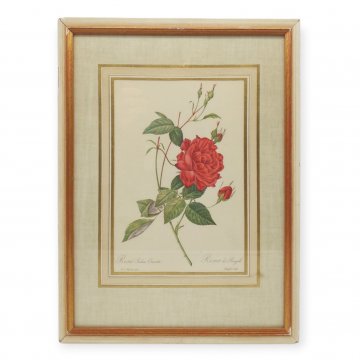 Colorierter Stich &quot;Rosa Indica Cruenta&quot;, botanische Illustration einer Rose, im Rahmen unter Glas