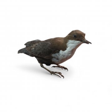 Gartenvogel, Dumpfbackenpfeifdrüsling, mit braun/weißem Gefieder, klein, präpariert, ca. 15x10x8cm, zeitlos