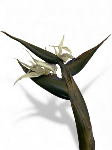 Schnittblume, Heliconia, weiß, Höhe 70