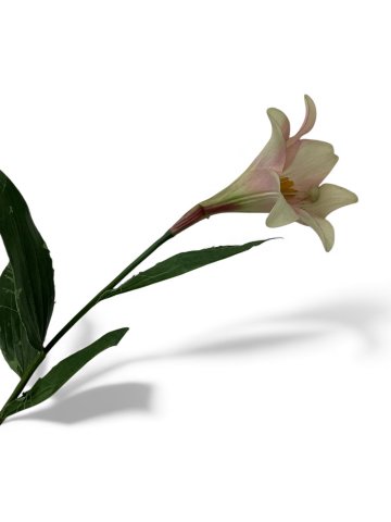 Schnittblume, Lilie, eine Blüte, weiß-rosa, dkl.rot, Höhe 90-120cm