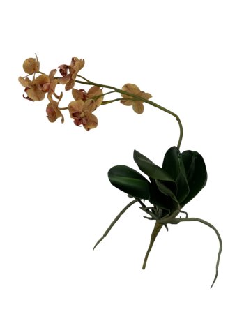 Pflanze, Orchidee, apricot, Phalaenopsis, Schmetterlingsorchidee, Strunk, neun Blüten