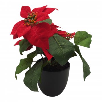 Weihnachtsstern, rot, Höhe 25cm