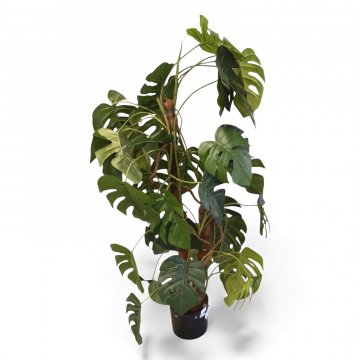 Kunstpflanze, MONSTERA, 2-stämmig (Bastumwickelt), H ca. 110