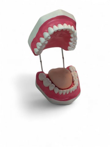 Medizinisches Modell Zahnpflege, Gebiss, Kunststoff, überdimensional,m. Metallgelenk