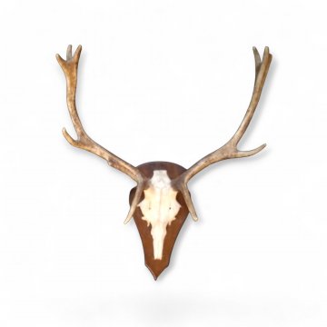 Geweih, B: 60cm H: 70cm, 8 Ender