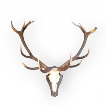 Geweih, 12 Ender, Höhe: 135cm, Breite: 90cm, Tiefe: 70cm auf Holzplatte 65x90cm