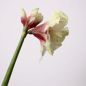 Schnittblume, Amarillis, weiß mit pink, Höhe 80cm