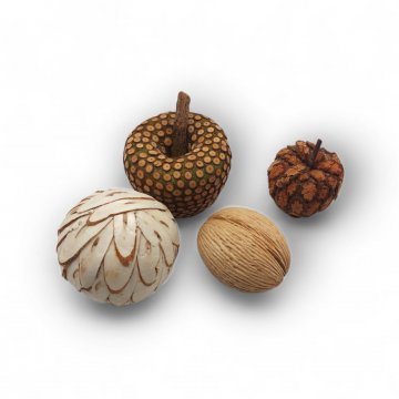 Dekoartikel divers, getrocknete Früchte, Korallen, Muscheln, etc.