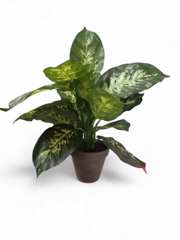 Pflanze DIEFFIE,H  43cm , Topf braun,grün