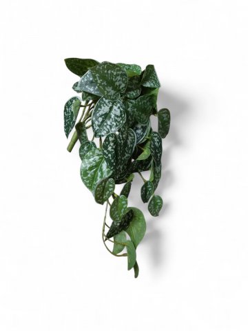 Kunstpflanze FLECKI, Hängepflanze, klein, dunkelgrün,  L=40 cm,ohne TOPF Blumenampel