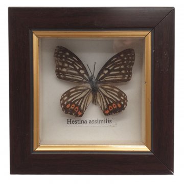 Bild gerahmt, Schaukasten, 1 Schmetterling, beschriftet, brauner Holzrahmen, 21x21cm