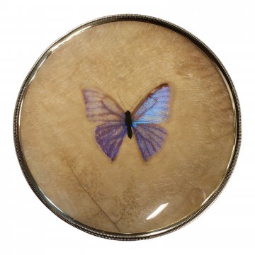 Wandteller, Bläuling Schmetterling unter Glas, Plastikgold