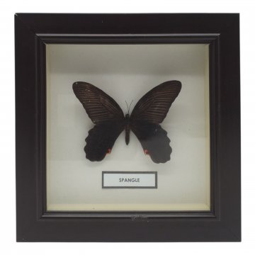Schmetterling im Schaukasten &quot;Spangle&quot; 18,5x18,5 cm