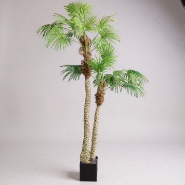 Palme / Pflanzen, Hanfpalme, 2 Stämme, Höhe 270cm