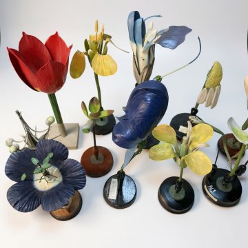 Botanisches Modell historisch, Blütenmodell, Pflanzenmodell, verschiedene Ausführungen, teilweise schadhaft, OSTERLOH / BRENDEL