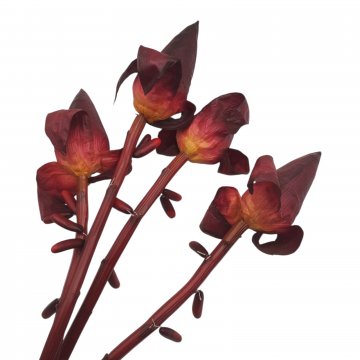 Schnittblume, Bananen-Blüte, dkl.rot/rosa, Höhe 80-90cm