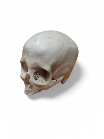 Totenkopf/Totenschädel BONES, Kunststoff hell, ca. 18x15x15cm