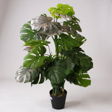 Pflanze / Topfpflanze, Monstera