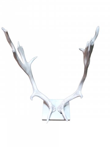 Hirschgeweih, weiß,Geweih, 