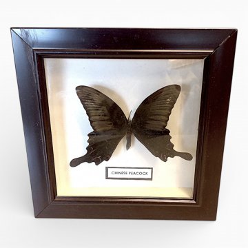 Schmetterling im Schaukasten Chinese Peacock 18,5x18,5 cm