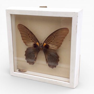 Schmetterling im Schaukasten Papilio rhetenorina Jordan, 16cm x 16cm